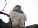 observación de aves en toda la patagonia chilena en invierno