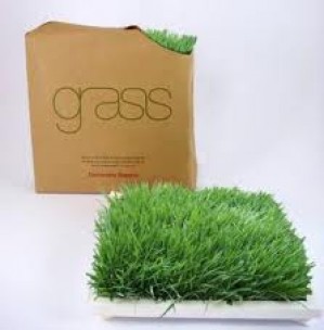 osvaldo oficios y profesiones en Vi&ntilde;a del Mar |  Pasto y jardines, jardines pasto