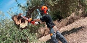 osvaldo oficios y profesiones en Vi&ntilde;a del Mar |  Podas y talas en valparaiso vi&ntilde;a del mar,concon, Podas y talas limpieza de canales